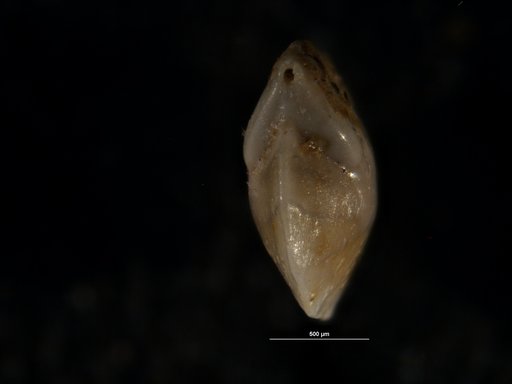 Robulus pondi Cushman, 1931