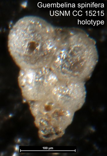 Guembelina spinifera Cushman, 1931