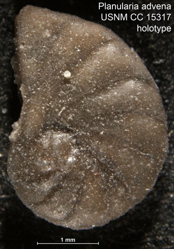 Planularia advena Cushman & Jarvis, 1932