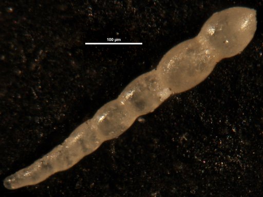 Nodosarella gracillima Cushman, 1933