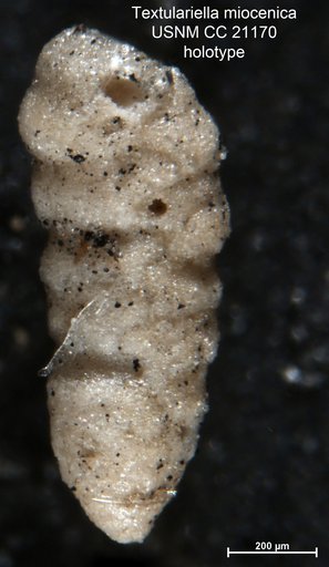 Textulariella miocenica Cushman, 1936
