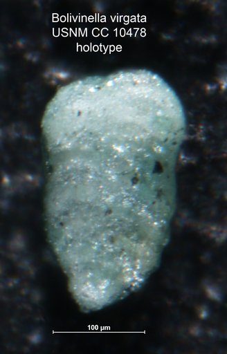 Bolivinella virgata Cushman, 1929