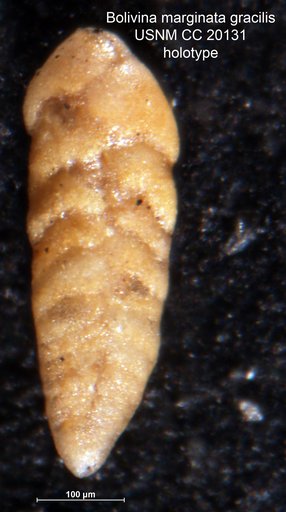 Bolivina marginata var. gracilis Cushman & Kleinpell, 1934