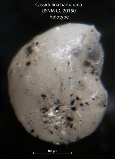 Cassidulina barbarana Cushman & Kleinpell, 1934