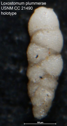 Loxostomum plummerae Cushman, 1936