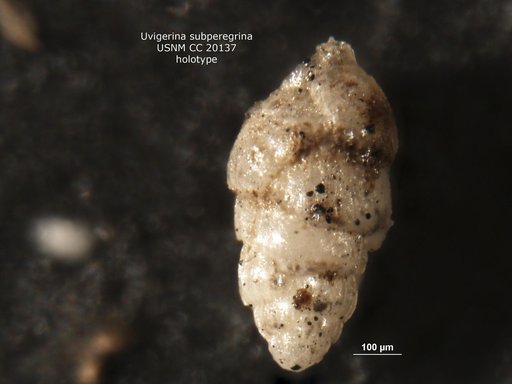 Uvigerina subperegrina Cushman & Kleinpell, 1934