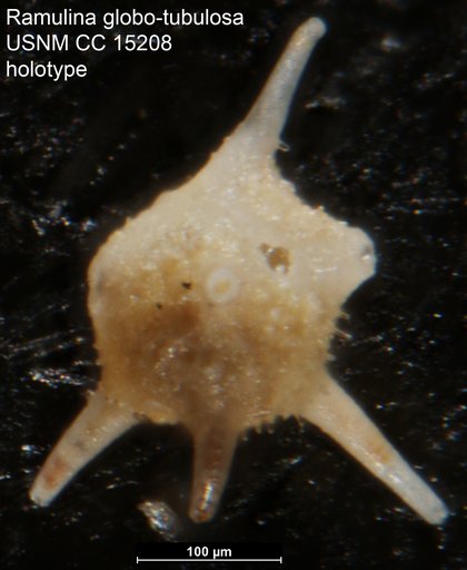 Ramulina globo-tubulosa Cushman, 1938