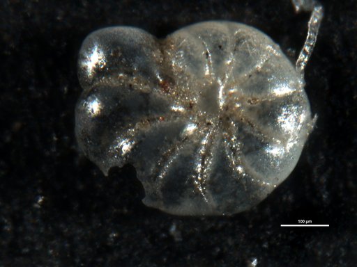 Elphidium simplex Cushman, 1933
