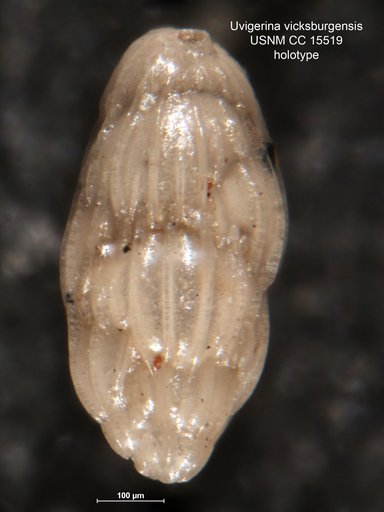 Uvigerina vicksburgensis Cushman & Ellisor, 1931