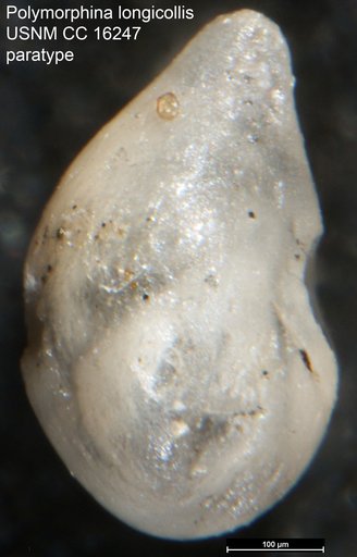 Polymorphina longicollis Karrer, 1870