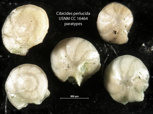 Cibicides perlucida Nuttall, 1932