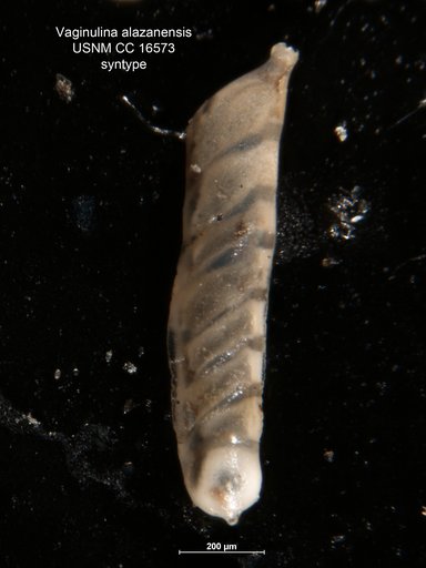 Vaginulina alazanensis Nuttall, 1932