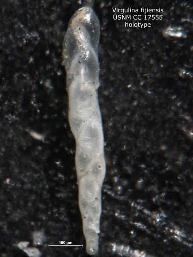 Virgulina fijiensis Cushman, 1936