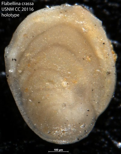 Flabellina crassa Cushman & Kleinpell, 1934