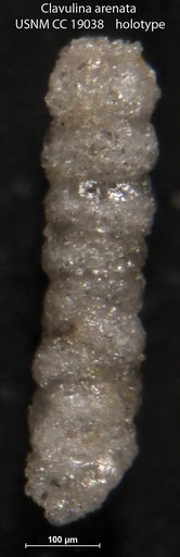 Clavulina arenata Cushman, 1933