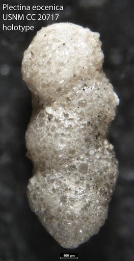 Plectina eocenica Cushman, 1936