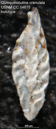 Quinqueloculina crenulata Cushman, 1932