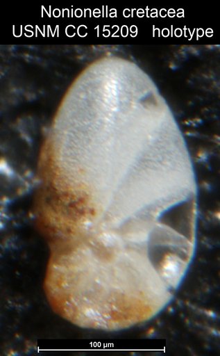 Nonionella cretacea Cushman, 1931
