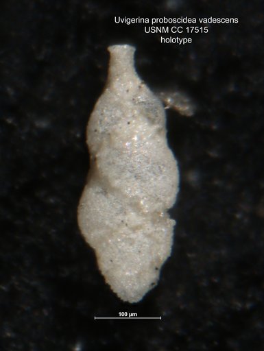 Uvigerina proboscidea var. vadescens Cushman, 1933