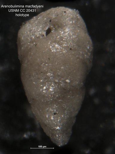 Arenobulimina macfadyeni Cushman, 1936