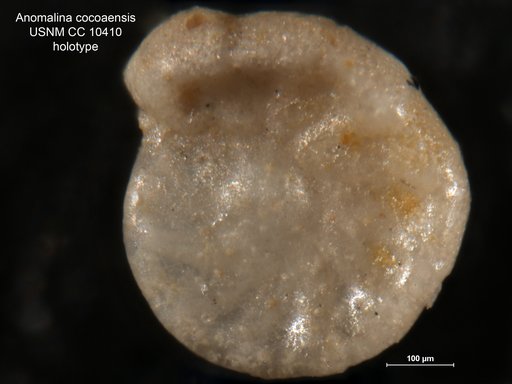 Anomalina cocoaensis Cushman, 1928
