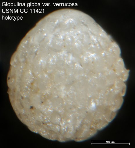 Globulina gibba var. verrucosa Cushman & Ozawa, 1930