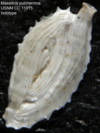 Massilina pulcherrima Cushman & Valentine, 1930