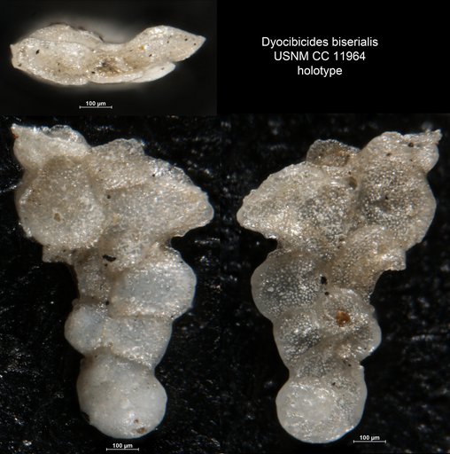 Dyocibicides biserialis Cushman & Valentine, 1930
