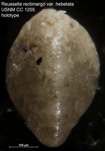 Reussella rectimargo var. hebetata Cushman, 1944