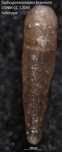 Siphogenerinoides bramletti Cushman, 1929