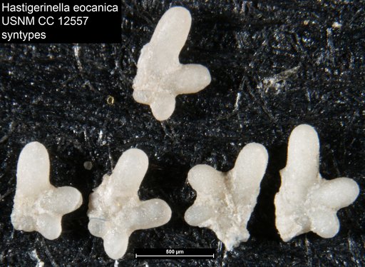 Hastigerinella eocanica Nuttall, 1928