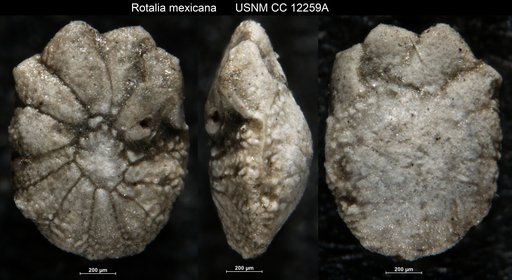 Rotalia mexicana Nuttall, 1928