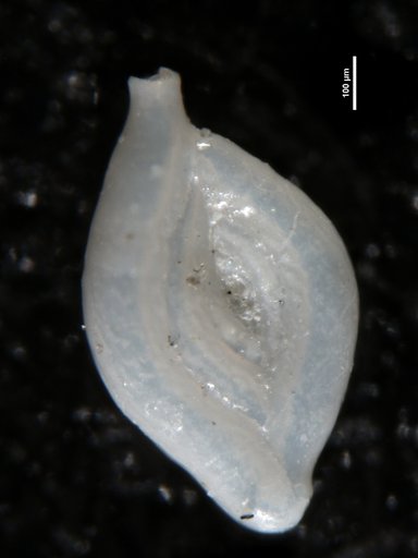 Spiroloculina antillarum var. aequa Cushman, 1932