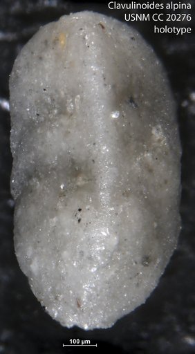 Clavulinoides alpina Cushman, 1936