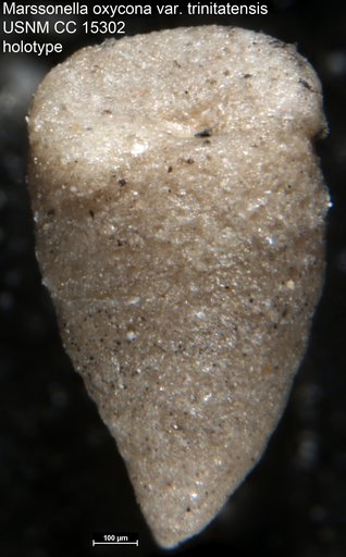 Marssonella oxycona var. trinitatensis Cushman & Renz, 1846