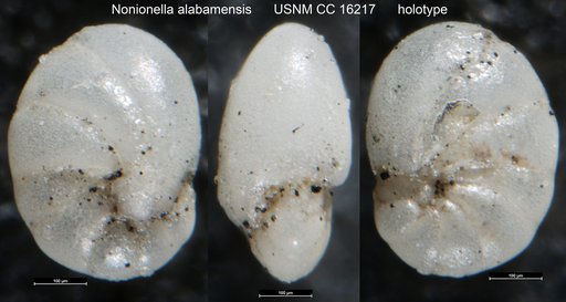 Nonionella alabamensis Cushman & Ponton, 1932