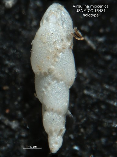Virgulina (Virgulinella) miocenica Cushman & Ponton, 1931