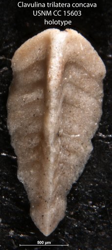 Clavulina trilatera var. concava Cushman, 1931