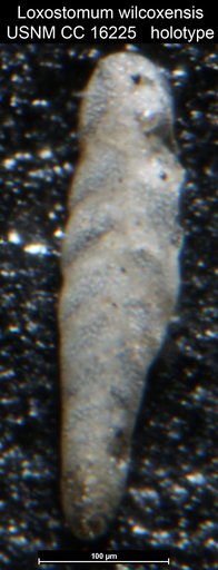 Loxostomum wilcoxensis Cushman & Ponton, 1932