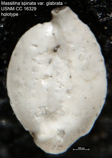 Massilina spinata var. glabrata Cushman & Ponton, 1932