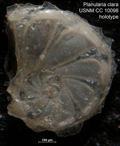 Planularia clara Cushman & Jarvis, 1929