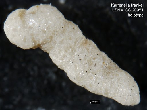 Karreriella frankei Cushman, 1936