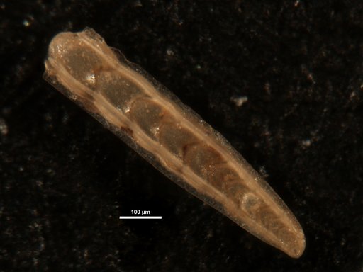 Frondicularia mexicana Cushman, 1926