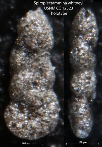 Spiroplectammina whitneyi Cushman & Alexander, 1930