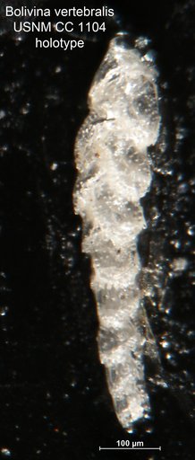 Bolivina vertebralis Cushman, 1924