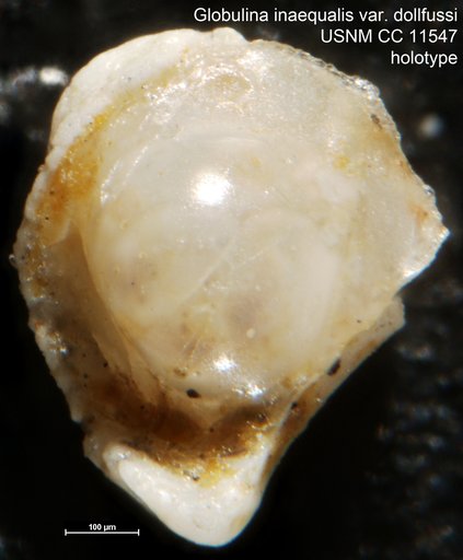 Globulina inaequalis var. dollfussi Cushman & Ozawa, 1930