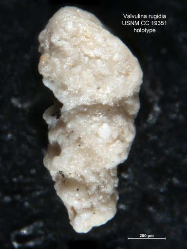 Valvulina rugidia Cushman, 1936