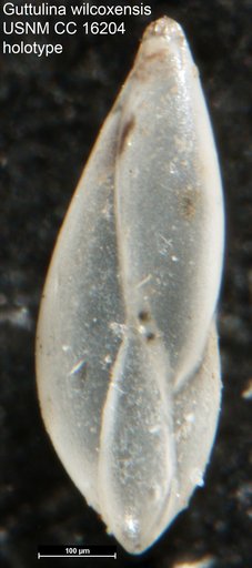 Guttulina wilcoxensis Cushman & Ponton, 1932