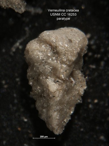Verneuilina cretacea Karrer, 1870