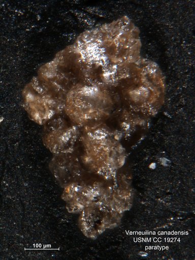 Verneuilina canadensis Cushman, 1927